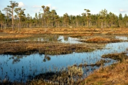 https://st.depositphotos.com/1227027/2577/i/450/depositphotos_25772601-stock-photo-swedish-swamp.jpg